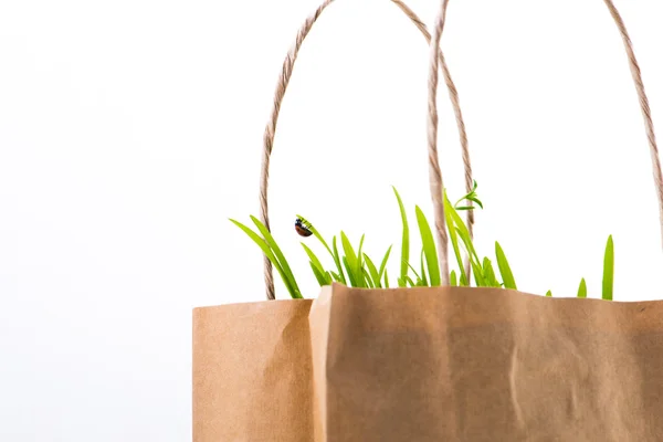 Saco de papel com mercearia fresca e joaninha na folha verde — Fotografia de Stock