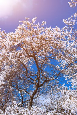 Baharda beyaz manolya çiçekleri