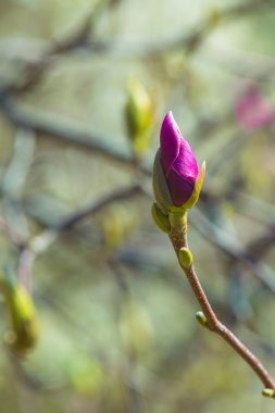 Pembe Manolya tomurcukları Bahar, mavi gökyüzü arka planda