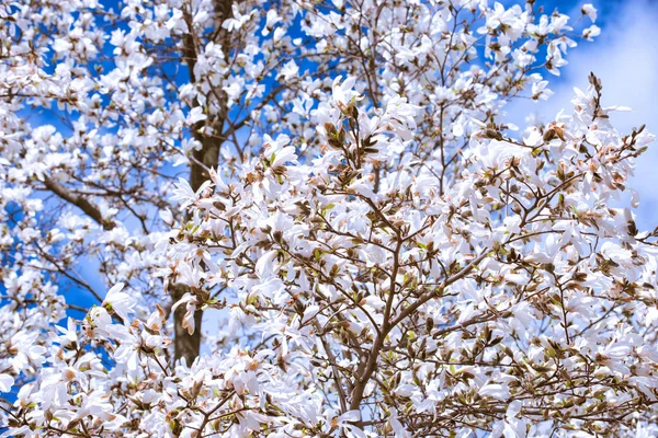 Білі квіти магнолії навесні — стокове фото