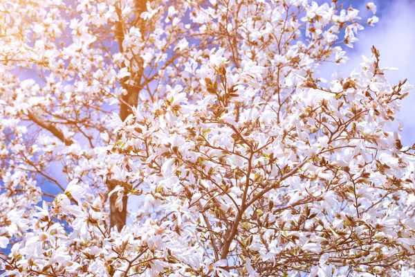 Weiße Magnolienblüten im Frühling — Stockfoto