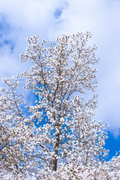 Білі квіти магнолії навесні — стокове фото