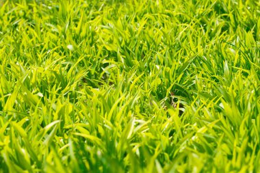 Yeşil bir çimenin arka planı. Yeşil çimen dokusu