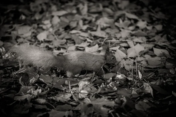 Eichhörnchen in den Herbstblättern — Stockfoto