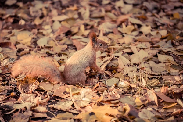 Eichhörnchen in den Herbstblättern — Stockfoto