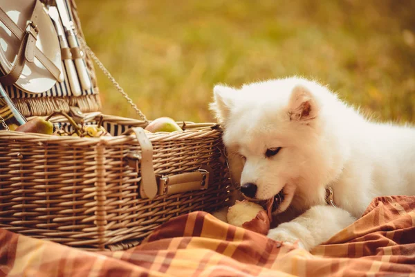 Piknik sepeti yakınındaki düz üzerinde şeftali yeme Samoyed köpek yavrusu