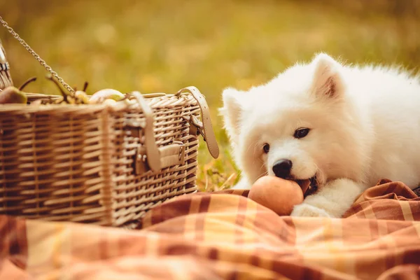 Cãozinho Samoyed comendo pêssego na planície perto de cesta de piquenique — Fotografia de Stock