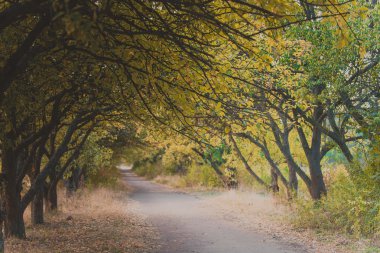 Parkta, sonbahar günü gölgeli sokakları