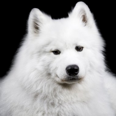 Samoyed köpek siyah
