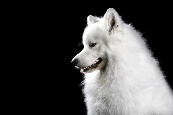 Samoyed cão em preto — Fotografia de Stock