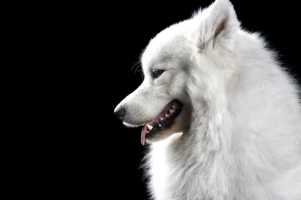 Samoyed cane su nero — Foto Stock