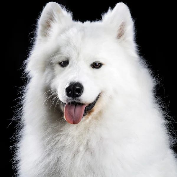 Samoyed cão em preto — Fotografia de Stock