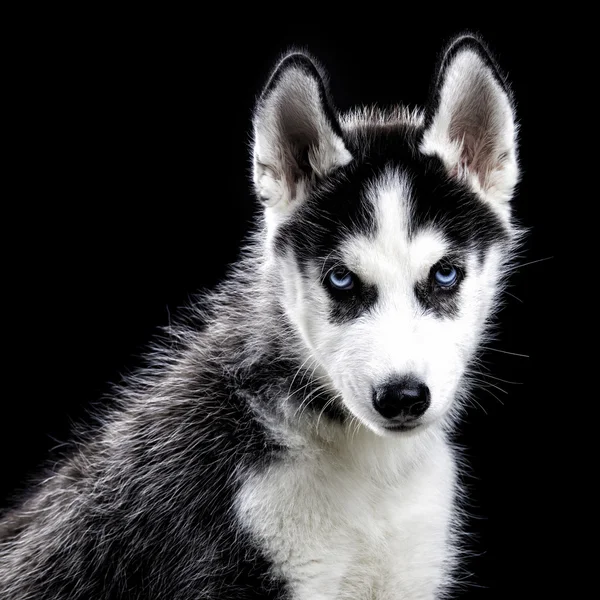 Husky cão em preto — Fotografia de Stock