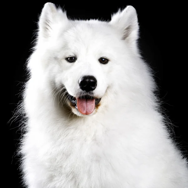 Samoyed cão em preto — Fotografia de Stock