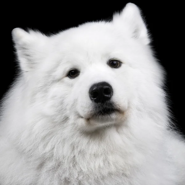 Samoyed cão em preto — Fotografia de Stock