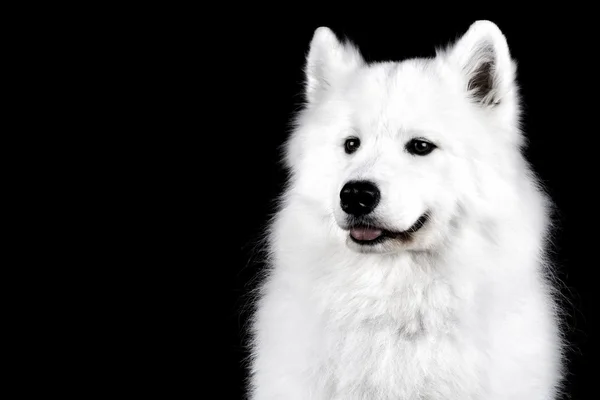 Samoyed cão em preto — Fotografia de Stock