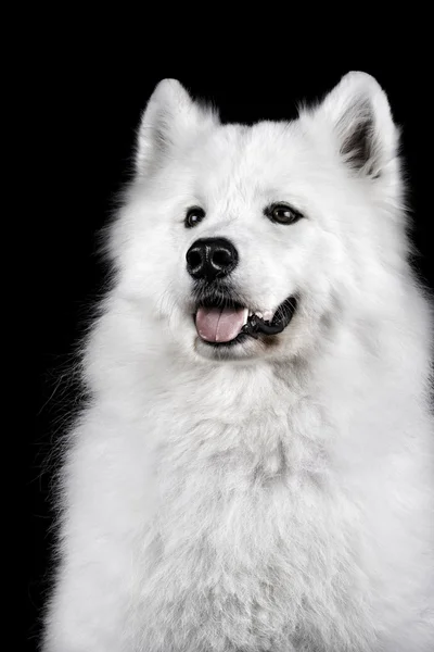 Samoyed cão em preto — Fotografia de Stock