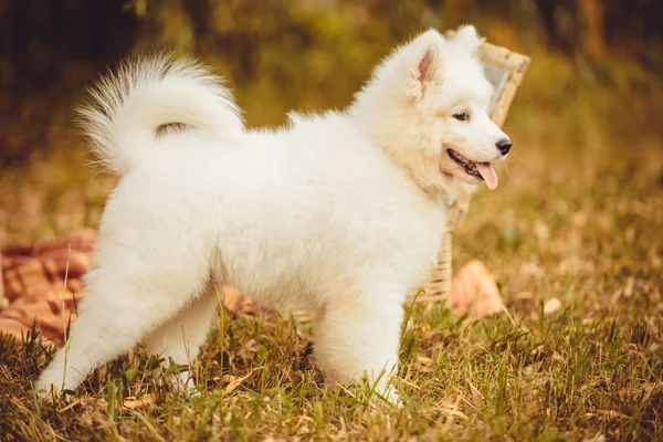 Šťastný bílý pes samojed venkovní portrét v lese — Stock fotografie
