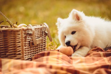 Piknik sepeti yakınındaki kahverengi düz üzerinde şeftali yeme Samoyed köpek yavrusu