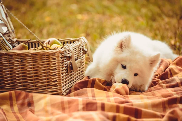 Piknik sepeti yakınındaki kahverengi düz üzerinde şeftali yeme Samoyed köpek yavrusu