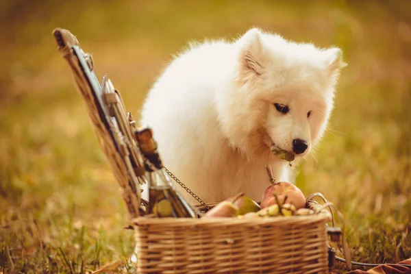 Cãozinho Samoyed comendo pêssego na planície marrom perto de cesta de piquenique — Fotografia de Stock