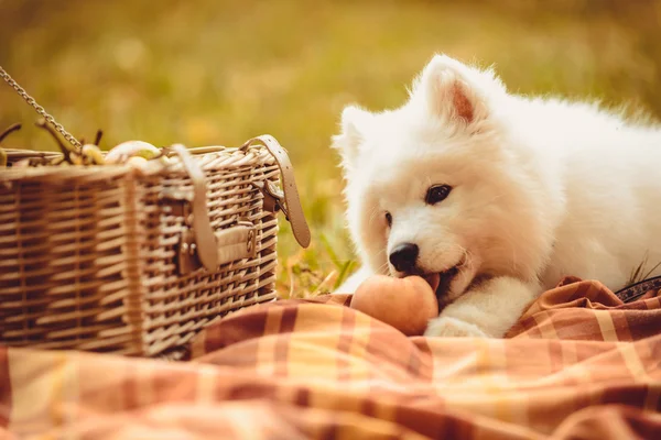 Samoyed 강아지 갈색 일반 피크닉 바구니 근처에 복숭아를 먹는 — 스톡 사진