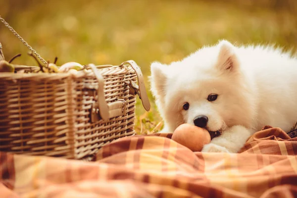 Cãozinho Samoyed comendo pêssego na planície marrom perto de cesta de piquenique — Fotografia de Stock