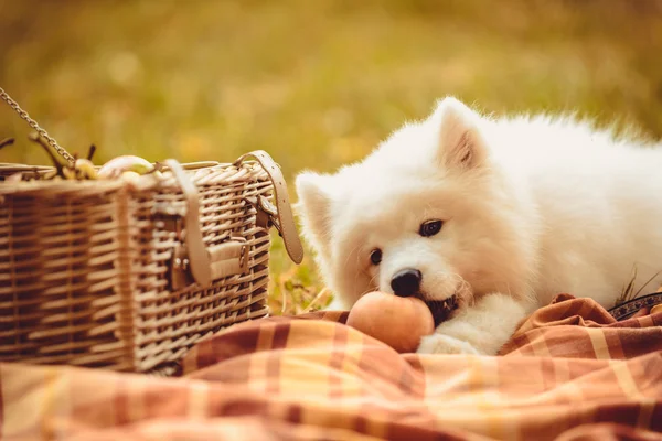 Szamojéd kutya eszik őszibarack barna egyszerű közelében piknik kosár — Stock Fotó