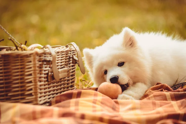 Cãozinho Samoyed comendo pêssego na planície marrom perto de cesta de piquenique — Fotografia de Stock