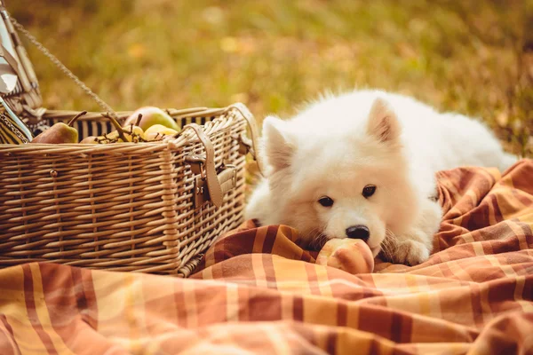 Samoyed cachorro comer melocotón en marrón llano cerca de cesta de picnic —  Fotos de Stock