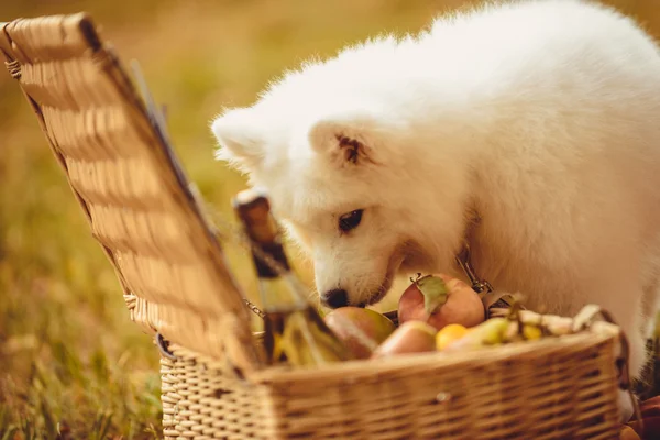 Piknik sepeti yakınındaki kahverengi düz üzerinde şeftali yeme Samoyed köpek yavrusu