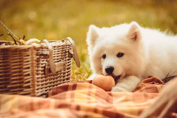 Piknik sepeti yakınındaki kahverengi düz üzerinde şeftali yeme Samoyed köpek yavrusu