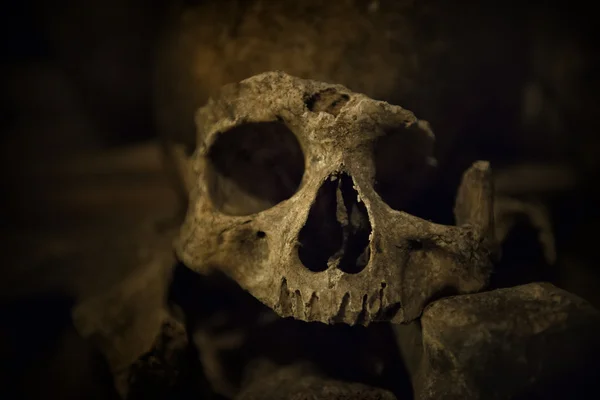 Skulls and bones in Paris Catacombs — Stock Photo, Image