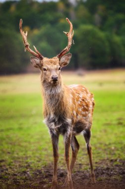 Beyaz kuyruklu vahşi geyik tarlada.