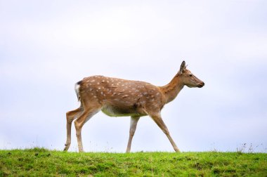 Beyaz kuyruklu vahşi geyik tarlada.