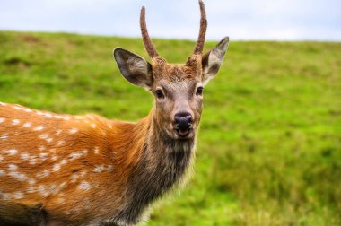 Tarlada beyaz kuyruklu geyik. Yakın plan portre.