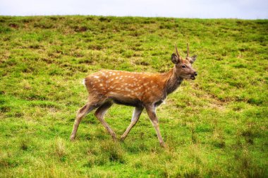Beyaz kuyruklu vahşi geyik tarlada.
