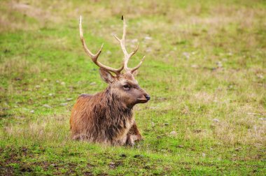 Beyaz kuyruklu vahşi geyik tarlada.