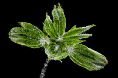 Taze kestane Filiz bud açılış ile