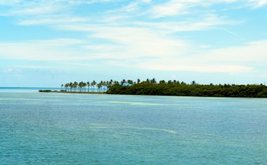Florida palmiye ağaçları ile Körfezi'ne bakan