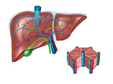 Human liver and hepatic cell diagram clipart