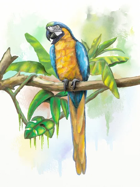 Синий и золотой ара — стоковое фото
