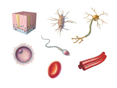 Different types of human cells including an egg cell, sperm, red blood cell, osteocyte, neuron, skeletal muscle and columnar epithelial cell. Digital illustration. clipart