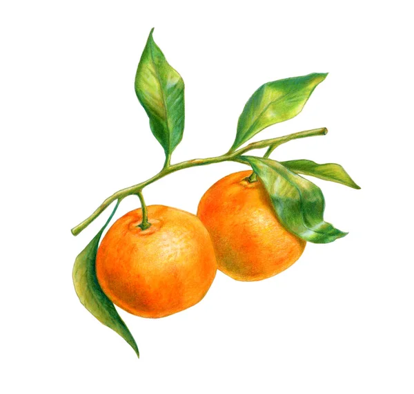 Två Mandariner Gren Med Blad Watercolor Och Färgad Penna Illustration — Stockfoto