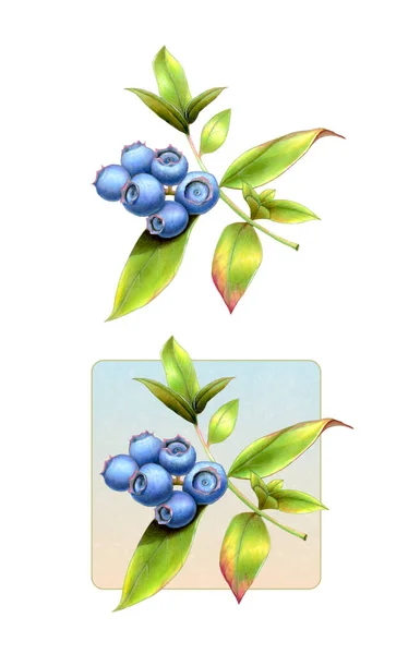 Some Ripe Blueberries Branch Mixed Media Illustration — Stock Photo, Image