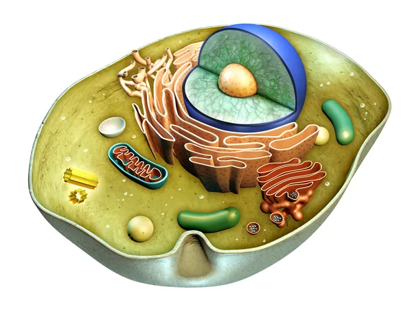 Cell structure — Stock Photo, Image