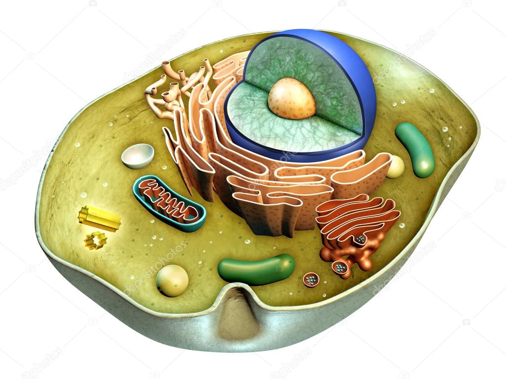 Cell structure