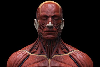 İnsan anatomisi kas yapısı