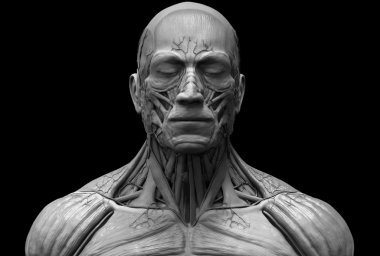 İnsan anatomisi kas yapısı