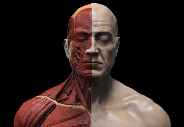 İnsan anatomisi kas yapısı